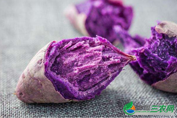 紫薯的营养价值和功效与作用及吃紫薯的禁忌