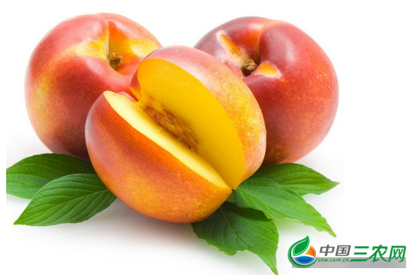 黄心油桃的功效与作用是什么？红心油桃的功效与作用有哪些？