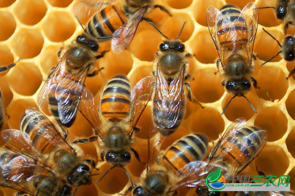 高产养殖蜜蜂的5种技巧