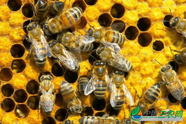高产养殖蜜蜂的5种技巧