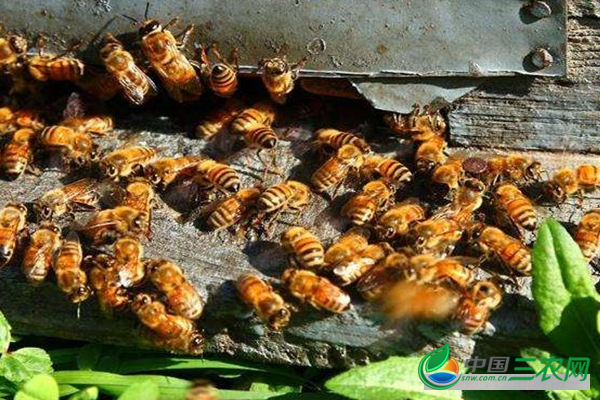 饲养高产蜜蜂的方法