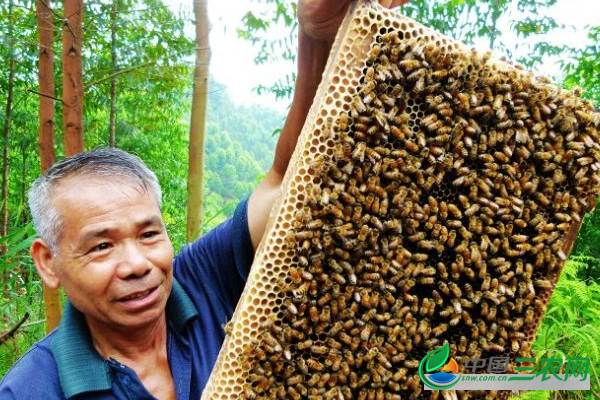 饲养高产蜜蜂的方法