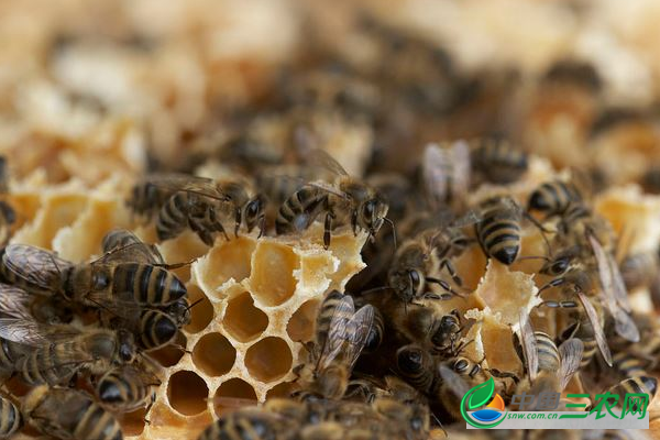 养殖高产蜜蜂的管理工作