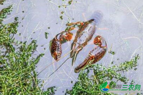 养殖小龙虾缺氧了怎么办？该怎样解决？