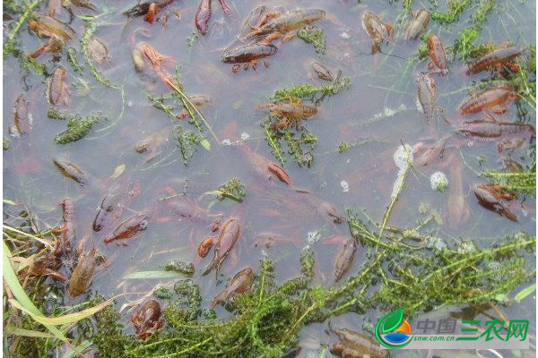 养殖小龙虾缺氧了怎么办？该怎样解决？