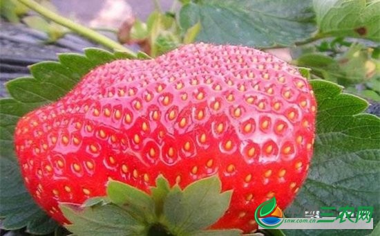 草莓畸形果怎么办？草莓畸形果的防治方法