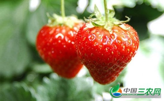如何提高草莓的产量?春季草莓高产管理技巧