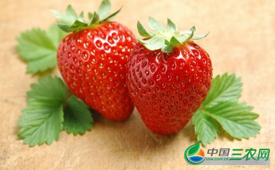 如何提高草莓的产量?春季草莓高产管理技巧