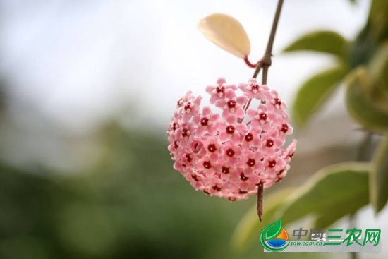 球兰怎么繁殖？球兰的繁殖方法和注意事项