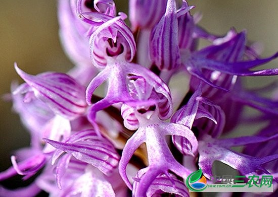 世界上**令人感到害羞的花——意大利红门兰