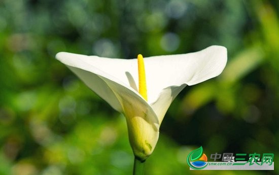 马蹄莲种子怎么种？6步骤完成种植