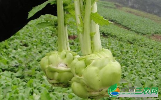 如何提高榨菜产量？榨菜高产栽培经验