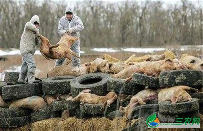 非洲猪瘟传染人吗 非洲猪瘟