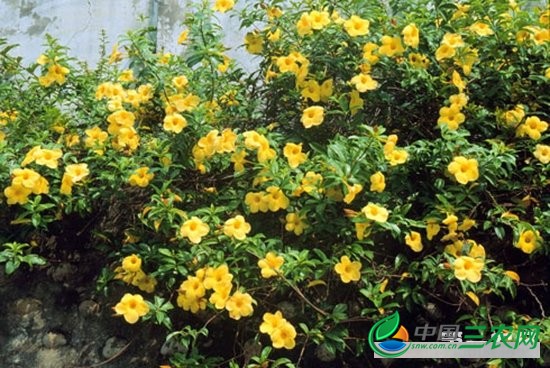 软枝黄蝉(男人花)怎么种植?软枝黄蝉的种植方法