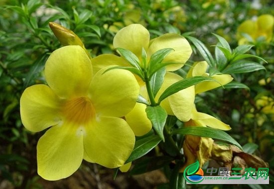 软枝黄蝉(男人花)怎么种植?软枝黄蝉的种植方法