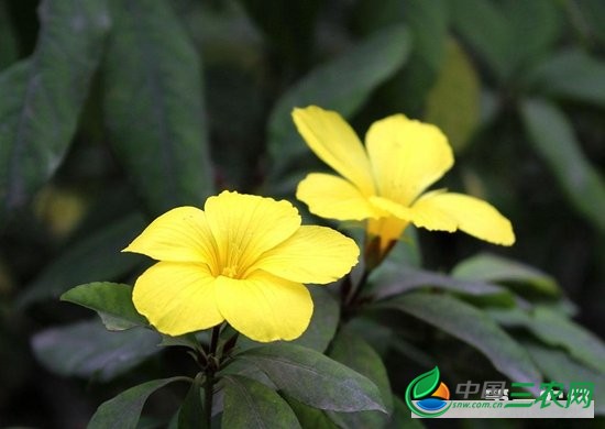 软枝黄蝉(男人花)怎么种植?软枝黄蝉的种植方法