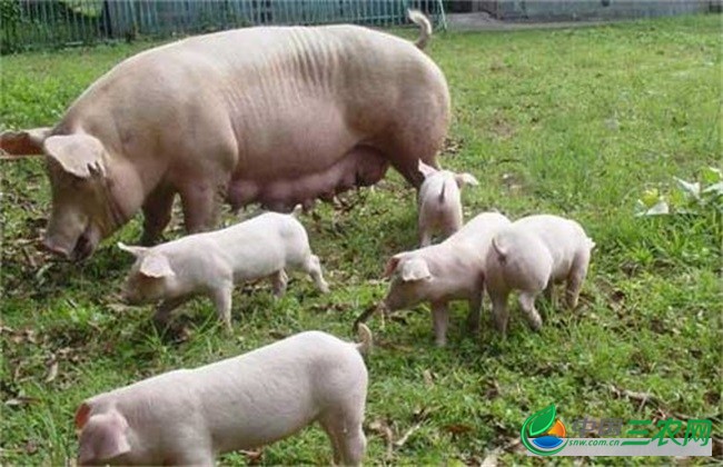 产后母猪