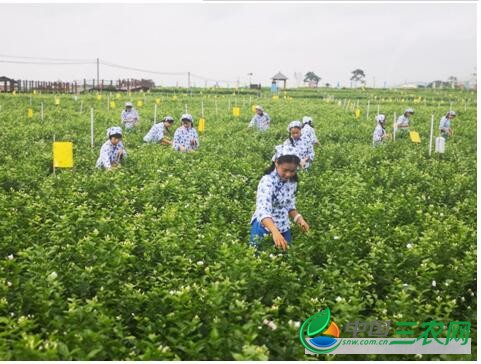 广西横县被授予“世界茉莉花都”称号