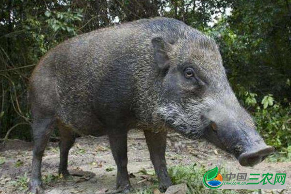 养殖野猪提高肉质的方法