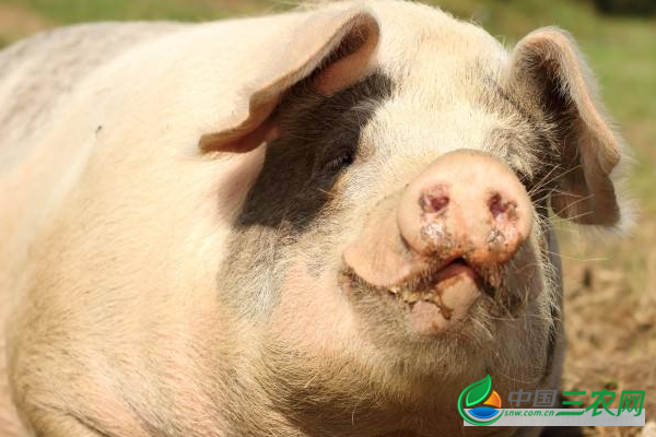 养猪长膘缓慢的原因是什么？怎样防治这种现象？