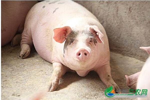 猪在育肥期的管理要点