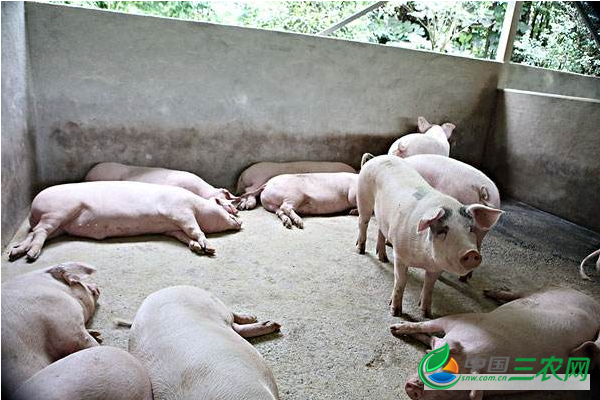 养猪增肥常用的4种中药材