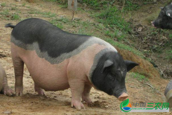 养猪增肥常用的4种中药材