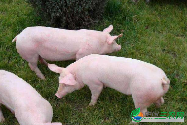  养猪期间怎样减少猪的应激反应