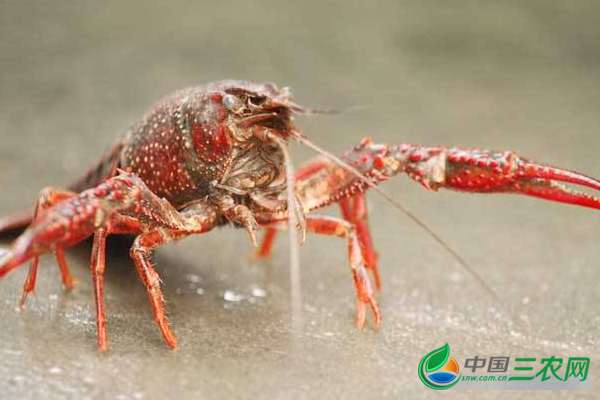  秋季高产养殖小龙虾的技巧 记住6点