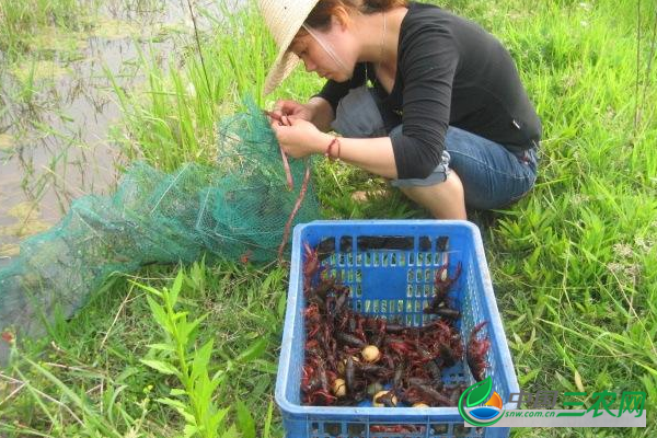 阴雨天气怎样管理小龙虾池塘？