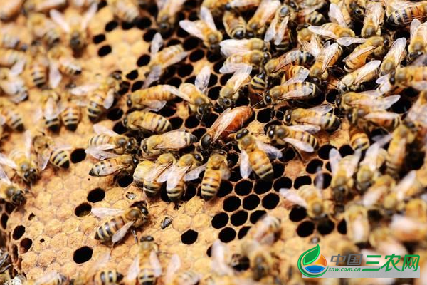 养殖蜜蜂要注意的事项是什么？老养蜜蜂户告诉你