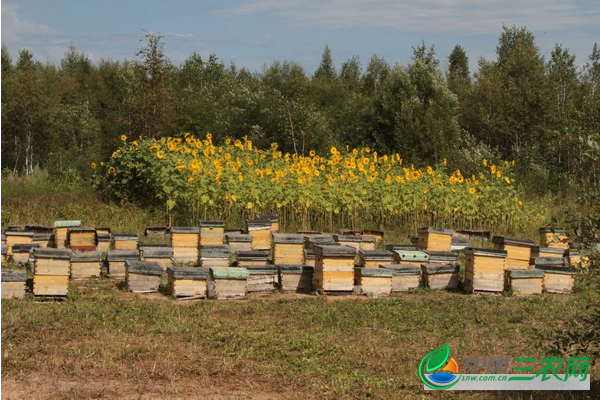 养殖蜜蜂时中蜂如何合并蜂群？