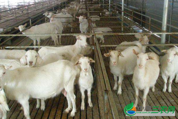 今日羊肉价格多少钱一斤？临近中秋节羊肉价格行情怎么样？