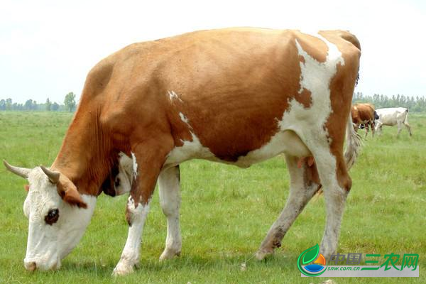 新手科学养殖牛犊的方法和养护小技巧