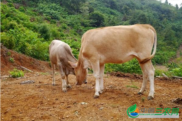 新手科学养殖牛犊的方法和养护小技巧