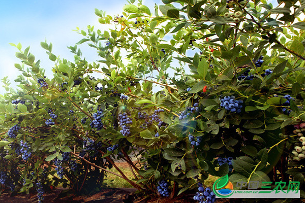 中秋节将至蓝莓价格多少钱一斤？种植蓝莓的管理要点有哪些？