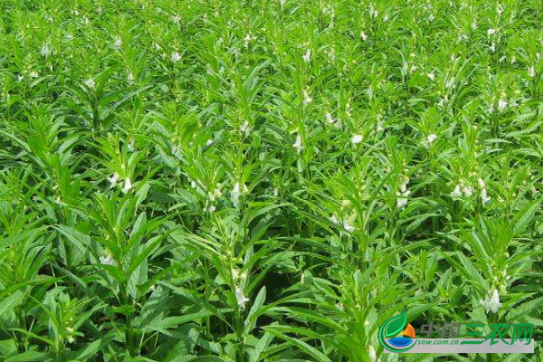 9月份黑芝麻多少钱一斤？种植黑芝麻赚钱吗？种植前景如何？