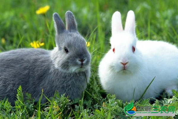 吃兔肉的饮食禁忌是什么？兔肉不能和什么食物同吃？