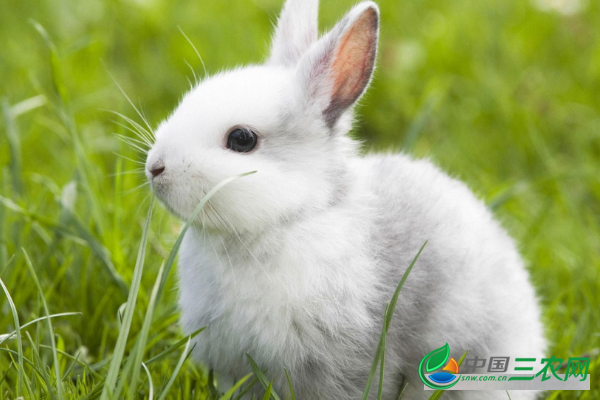 吃兔肉的饮食禁忌是什么？兔肉不能和什么食物同吃？