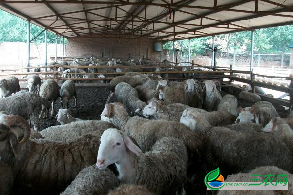 秋季养羊应该怎么挑选优质种羊？应避免哪些误区？
