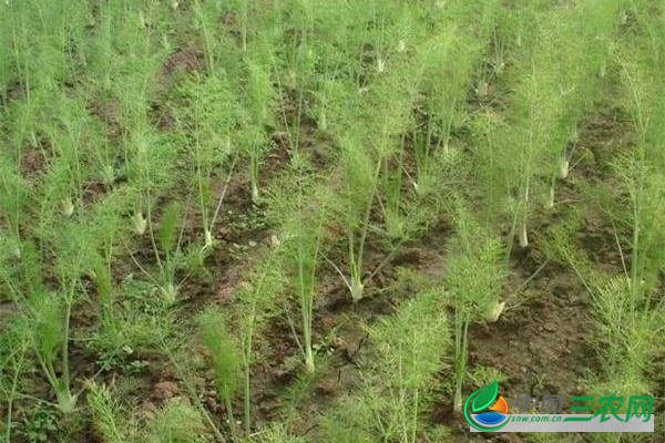 秋季种植茴香的**管理小技巧 新手一定要看看