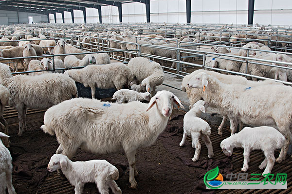 秋冬季养羊的注意事项和避免羊生病的方法有哪些？