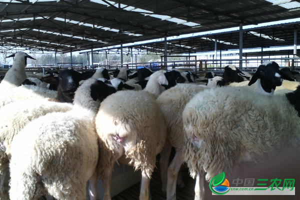 秋冬季养羊的注意事项和避免羊生病的方法有哪些？