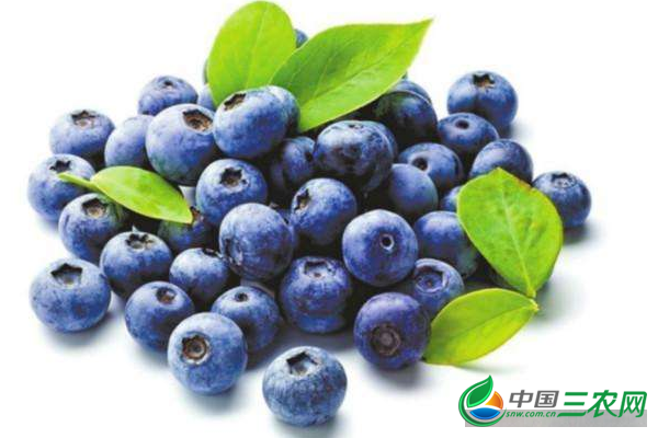 吃蓝莓的功效和作用有哪些？**适合吃蓝莓的人群有哪些？吃蓝莓的食用禁忌是什么？