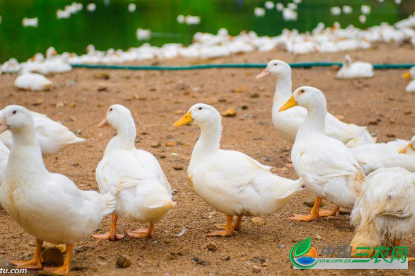 秋季养鸭提高产蛋率的高效管理要点