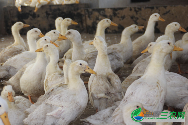 秋季养鸭提高产蛋率的高效管理要点