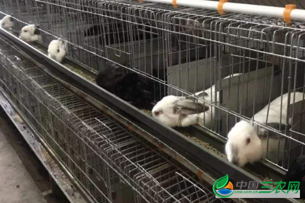 四季养殖肉兔的合理饲喂方法和管理要点