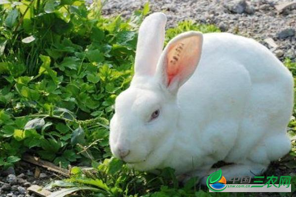 秋季养殖兔子如何提高生产率？秋季养殖兔子的管理要点