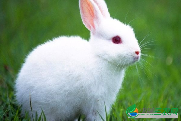 现在兔子价格多少钱一斤？养殖前景怎么样？有哪些养殖优势？有没有养殖风险？