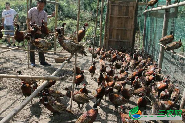 秋季使用笼养野鸡的好处 既能育肥野鸡还能提高经济效益
